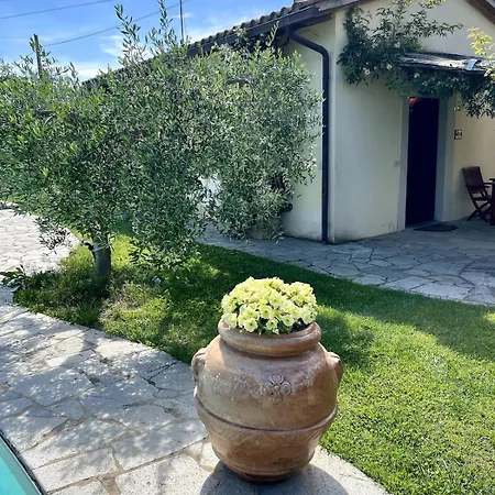 Villamato Ulivo Arezzo
